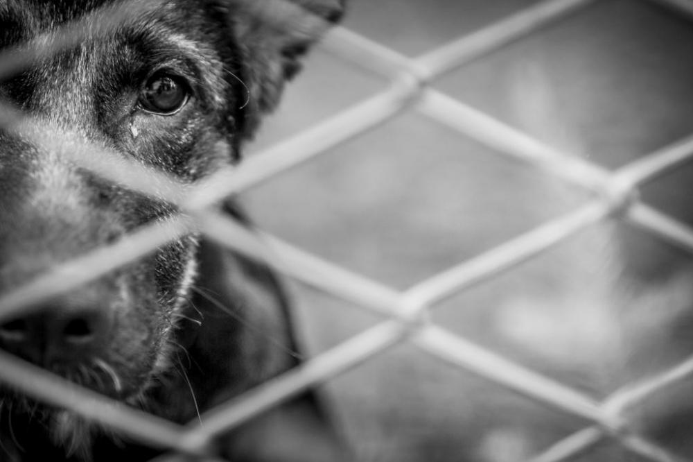Homem é acusado de manter terreno na região para maus-tratos a animais