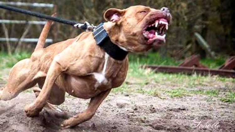 Morre em Marília idoso atacado por pitbulls