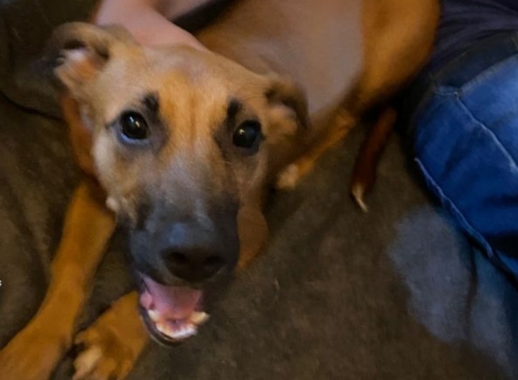 ONG resgata animal vítima de agressões pelos próprios donos na região