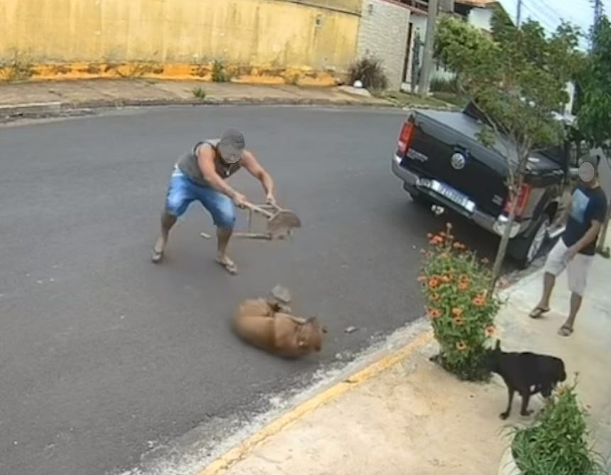 ONG Spaddes pede a prisão de homem acusado de matar Pitbull em Pompeia