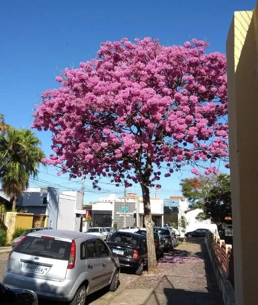 Começa a temporada das floradas dos ipês: Garça está mais ‘cor de rosa’