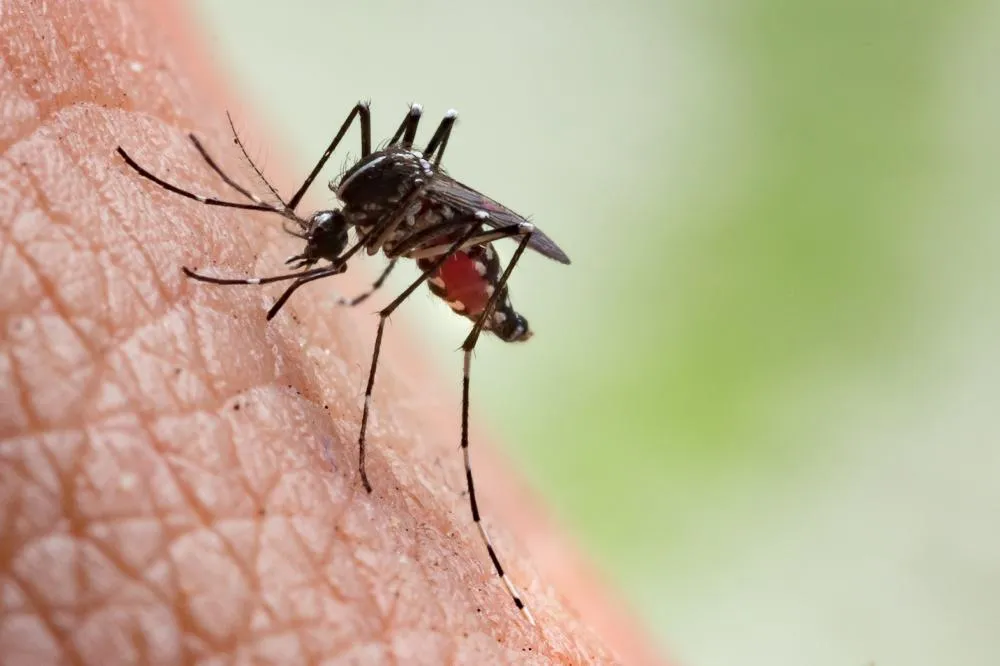 Garça registra seis casos confirmados de Chikungunya em 2024