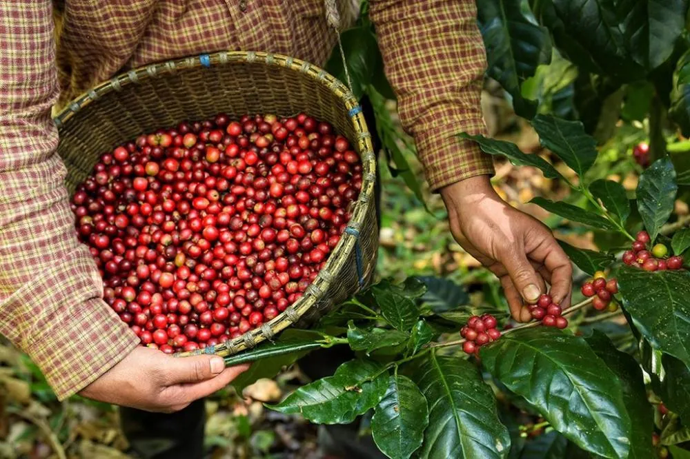 Sindicato prevê quebra na produção de café na região de Garça na colheita 2024/2025