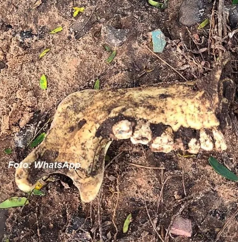 Parte de arcada dentária humana é encontrada em córrego de cidade vizinha