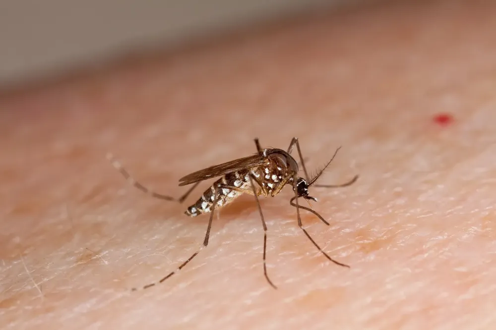 Dengue avança em Garça e região, enquanto Brasil registra queda nos casos