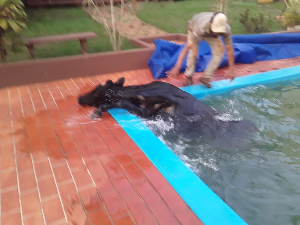 Boi é achado dentro de piscina de chácara no interior