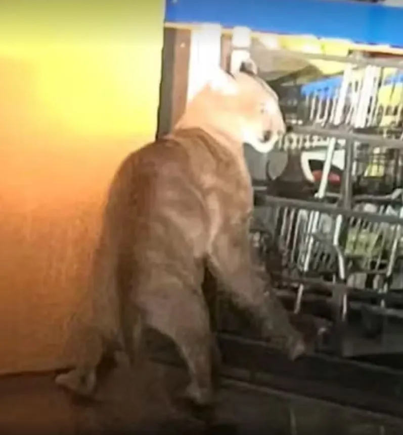 Foto: Prefeitura de Cafelândia