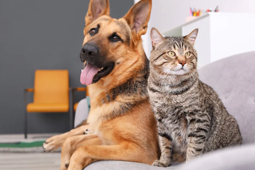 Prefeitura lança Programa de Castração Gratuita para cães e gatos de tutores de baixa renda