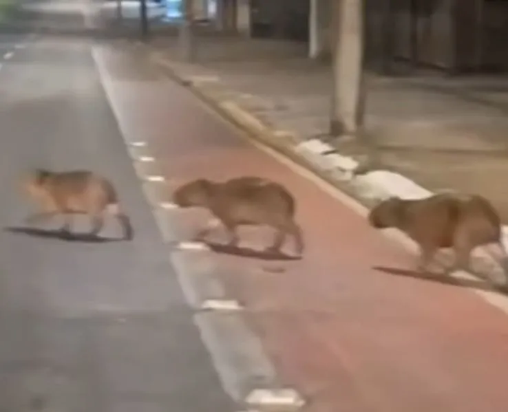 Vídeo: Capivaras atravessam avenida em Bauru e viralizam nas redes sociais