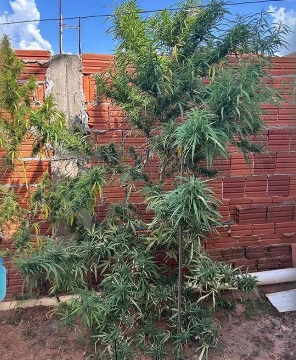 DISE destrói plantio de maconha e prende homem