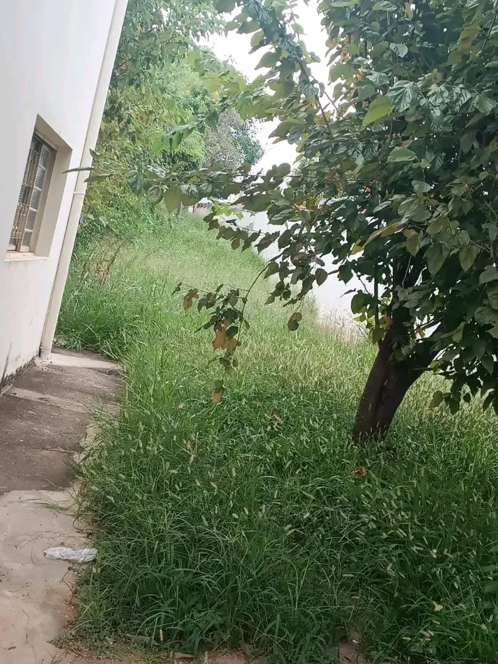 Mães reclamam de mato alto em escolas de Garça; Prefeitura diz que roçagem será intensificada