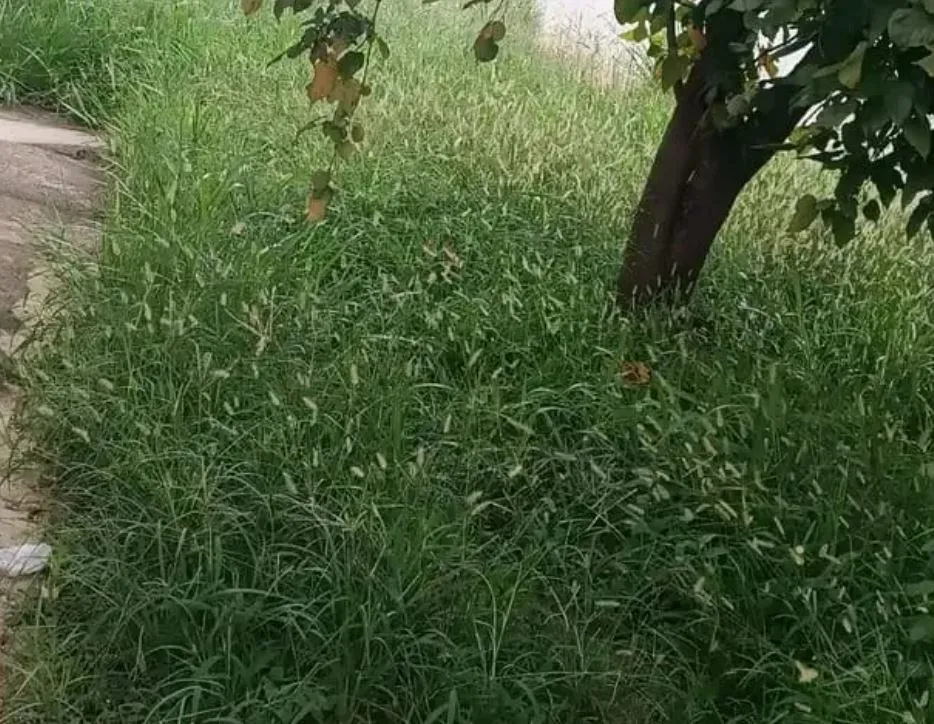 Prefeitura cita chuvas atípicas ao explicar mato alto em escolas e em áreas da cidade