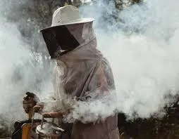 Moradora pede ajuda para remoção segura de enxame de abelhas