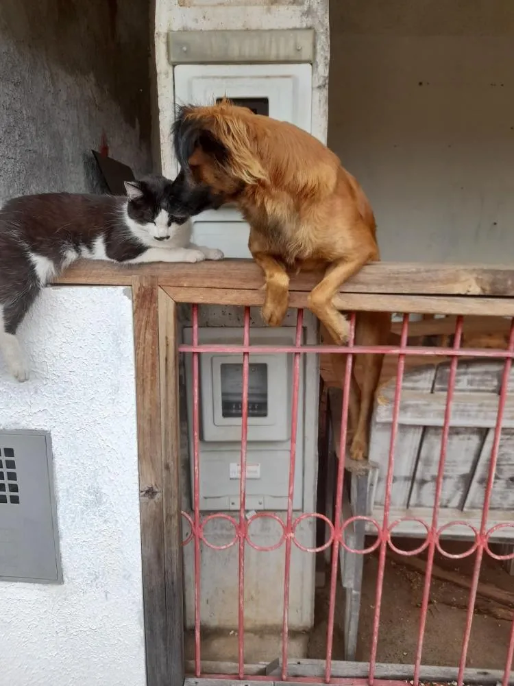 Gata chamada de “Charlote” por moradores pode ser vítima de caso que revoltou Garça