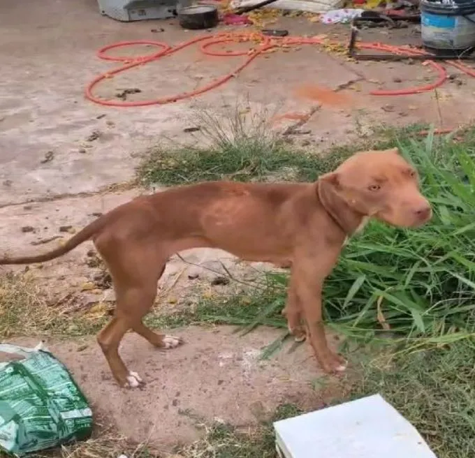 Audiência de custódia coloca em liberdade mulher presa por maus-tratos a pitbull em Garça