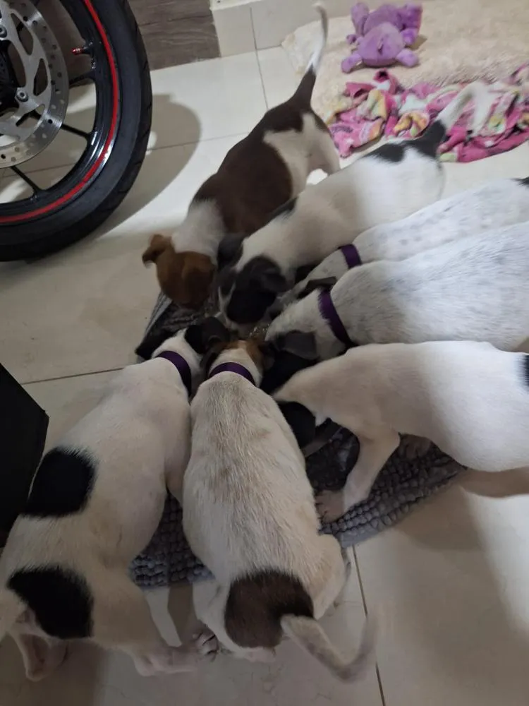 Resgate de nove filhotes expõe mais um caso de abandono animal em Garça